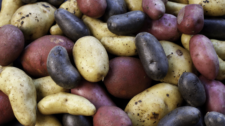 potato varieties