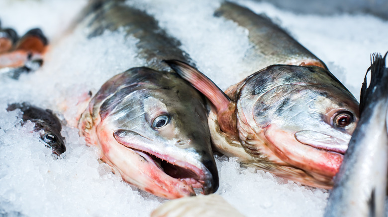 raw whole salmon on ice