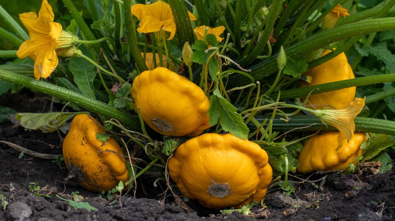 scallop squash plants