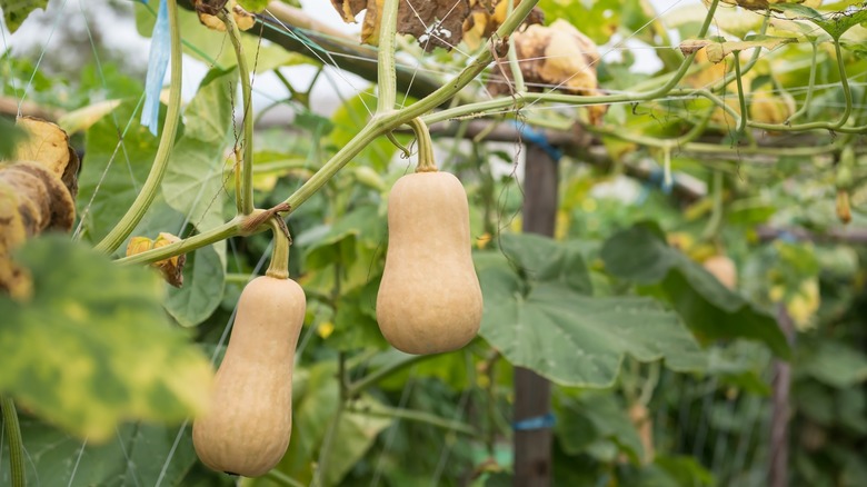 butternut squash growing