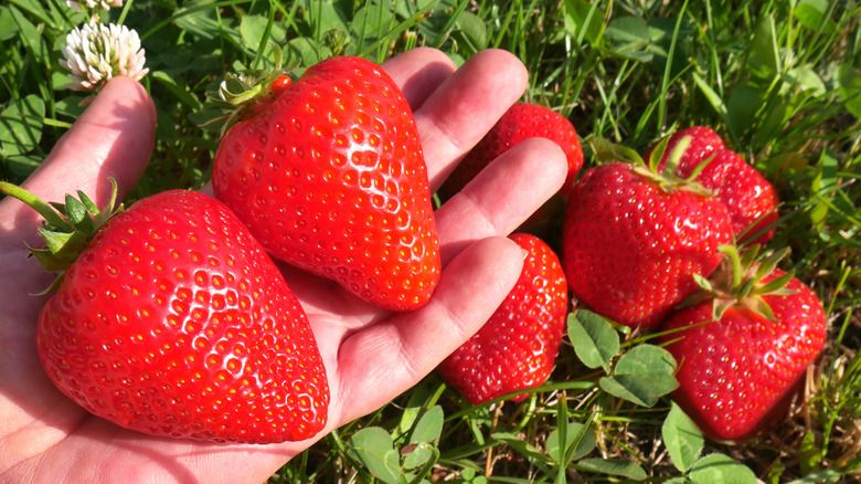 large strawberries in person's hand