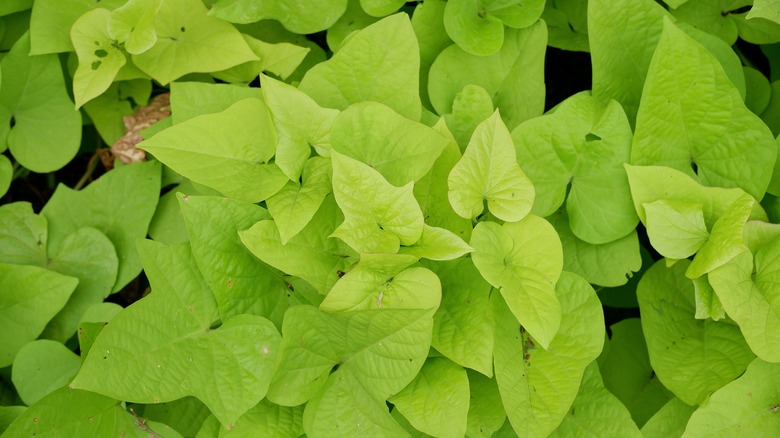 sweet potato leaves