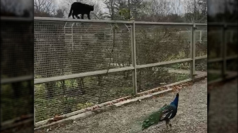 Martha Stewart's cat, Blackie, and one of her peacocks walking together on her Bedford, New York farm.