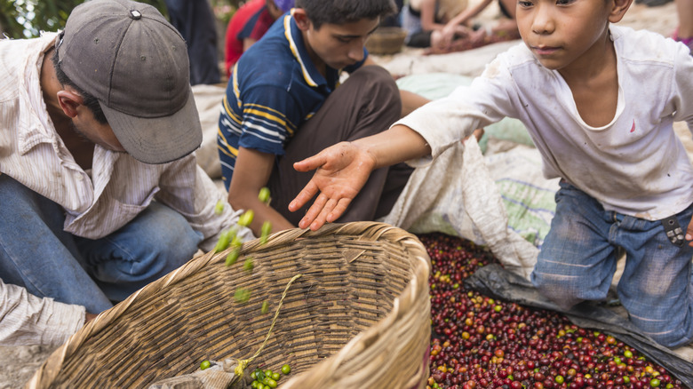 child sorting coffee beans