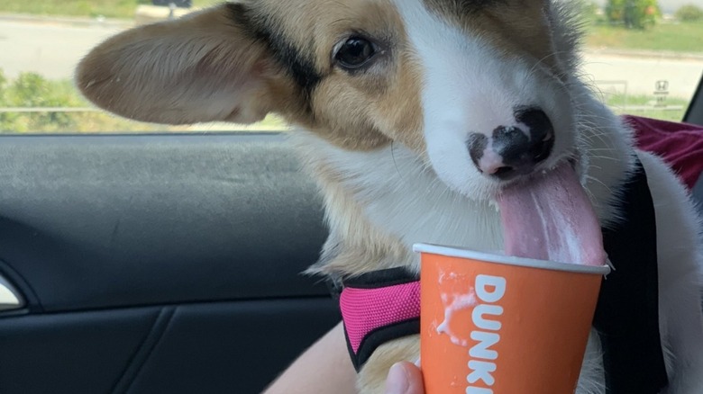 Dunkin' Donuts pup cup