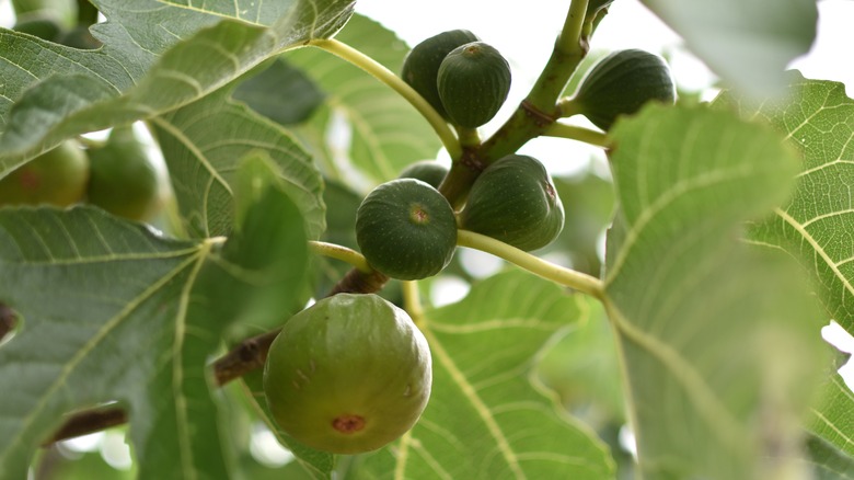 fruiting fig tree