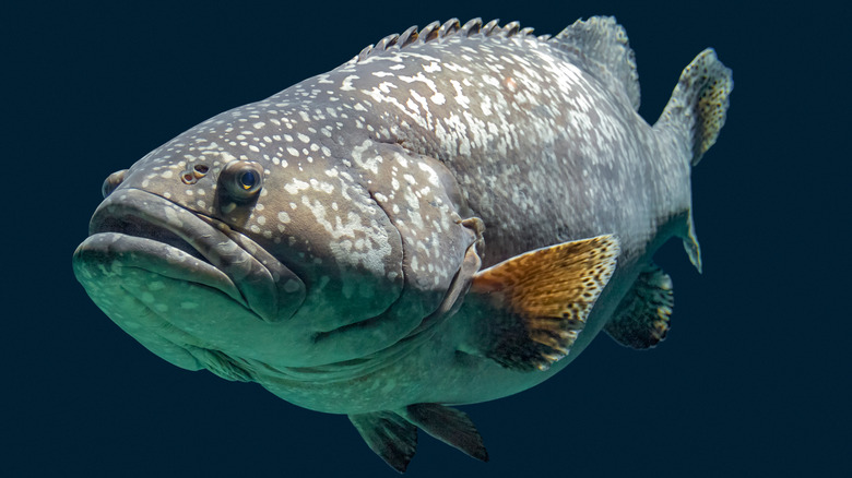 grouper fish swimming