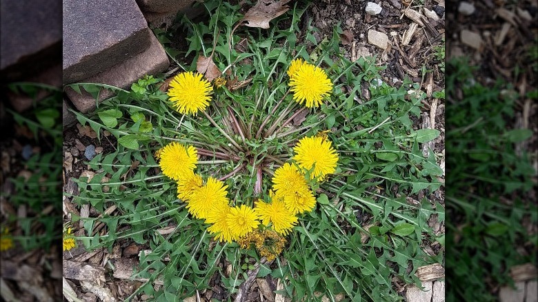 dandelion smiley face