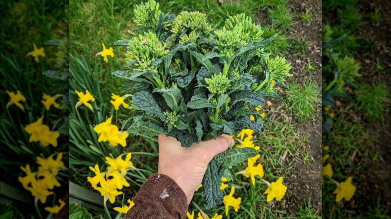 handful of kale raab