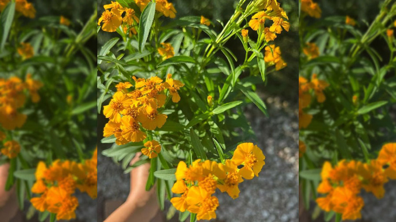 mint marigold flowers