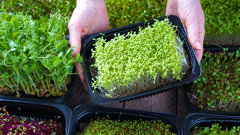 Microgreens