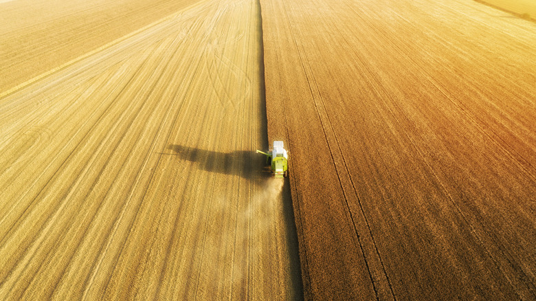 Wheat field being plowed