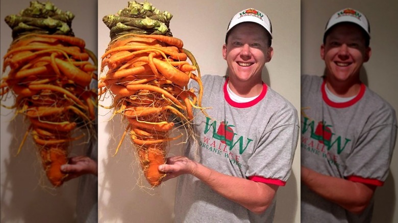 The world's largest carrot 