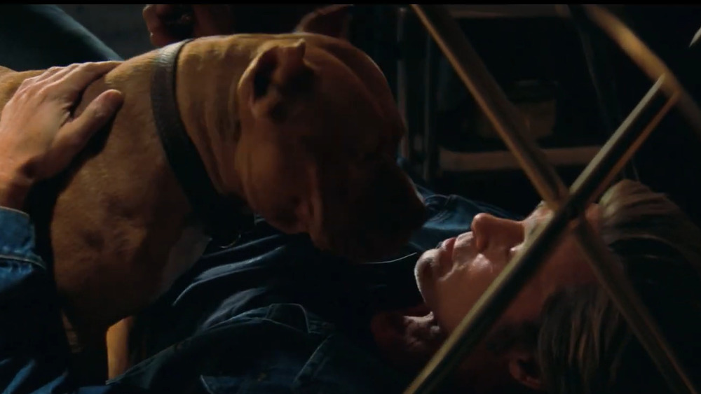 Brad Pitt pitbull in Once Upon a Time in Hollywood