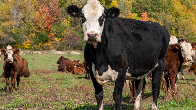 Grazing cows in field