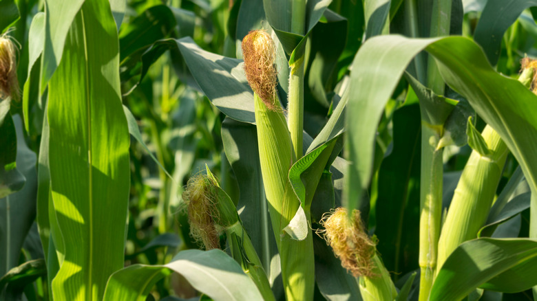 stalks of corn in field