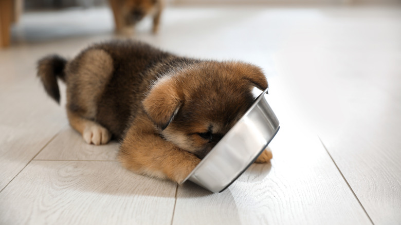 adorable puppy checking food dish