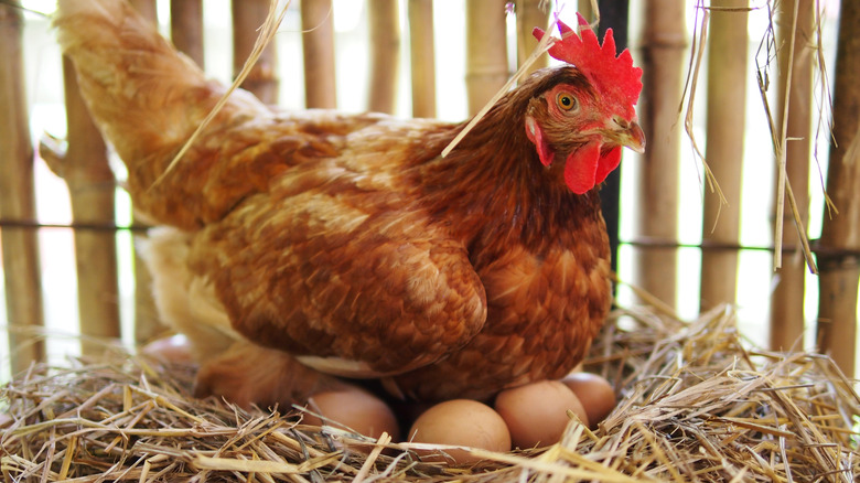 hen sitting on her eggs