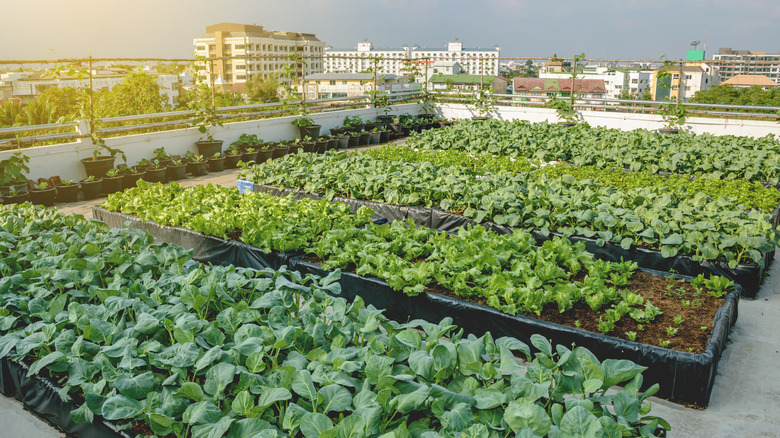 Rooftop garden in city