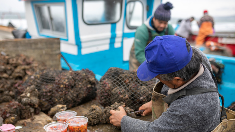 Fishermen slicing piure in Chile