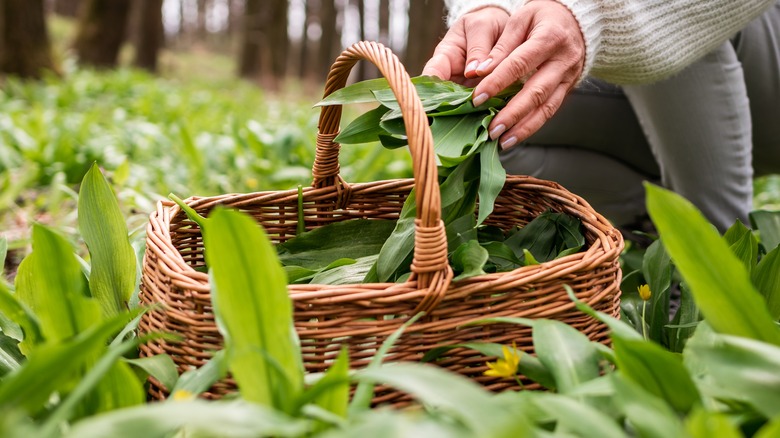 Woman foraging for wild herbs