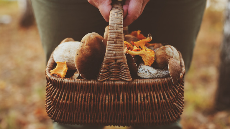 Basket of assorted wild mushrooms