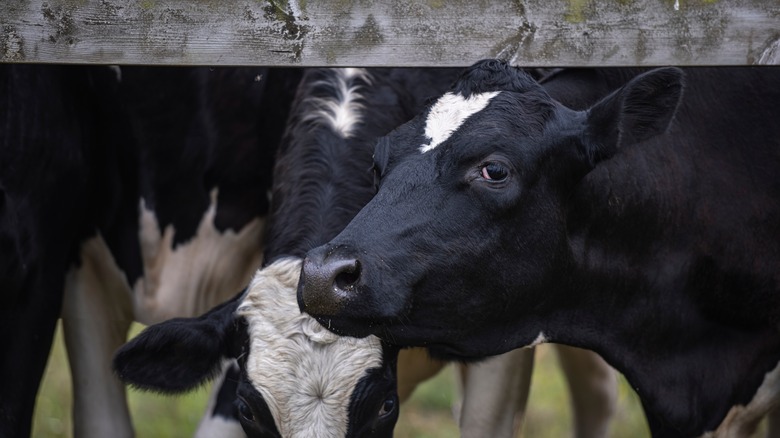 Dairy cows grazing fence