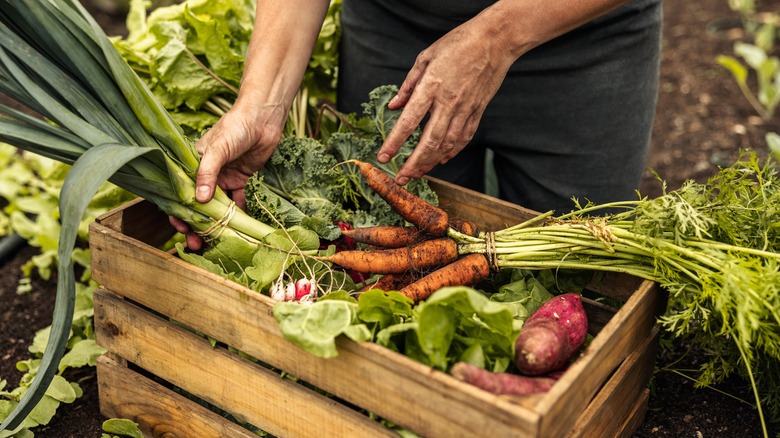 freshly harvested produce in wood box