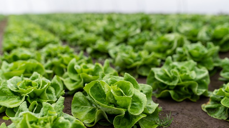 lettuce production