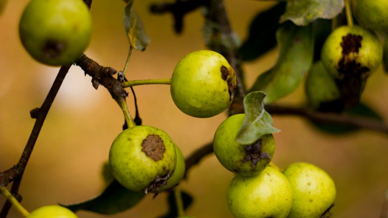 wild apples