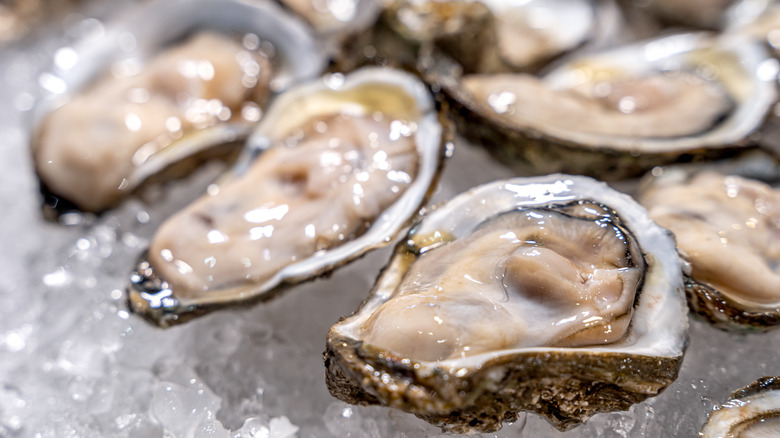 Oysters on ice