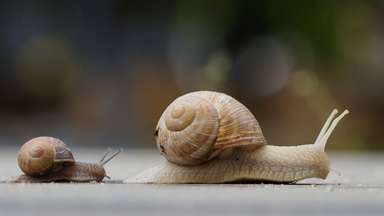 big and small snails crawling