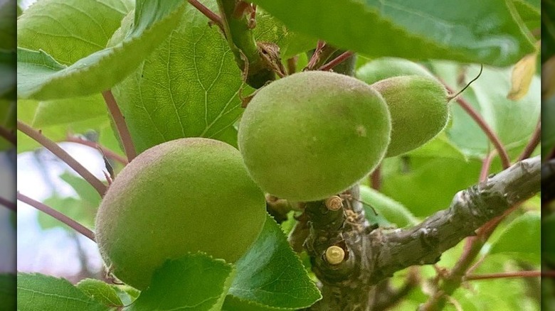 Black walnuts in a tree