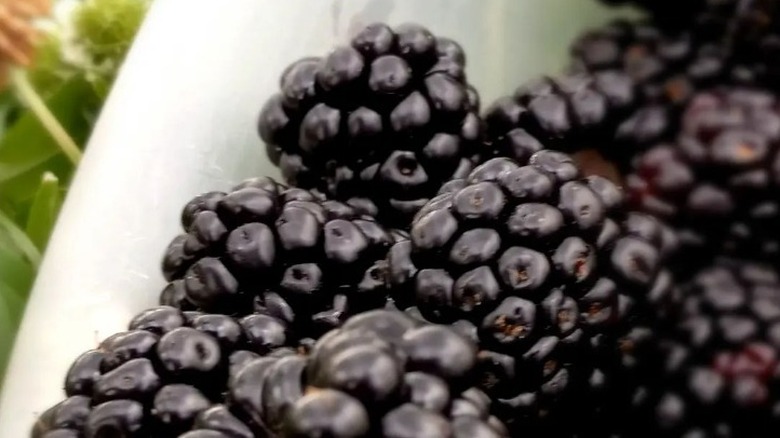 Bowl of blackberries