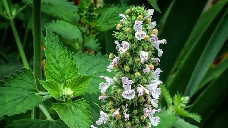 Wild catnip flowers