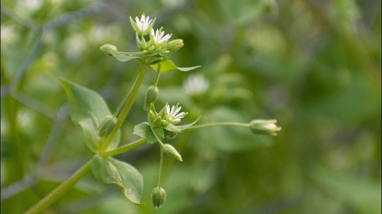 Chickweed in the wild