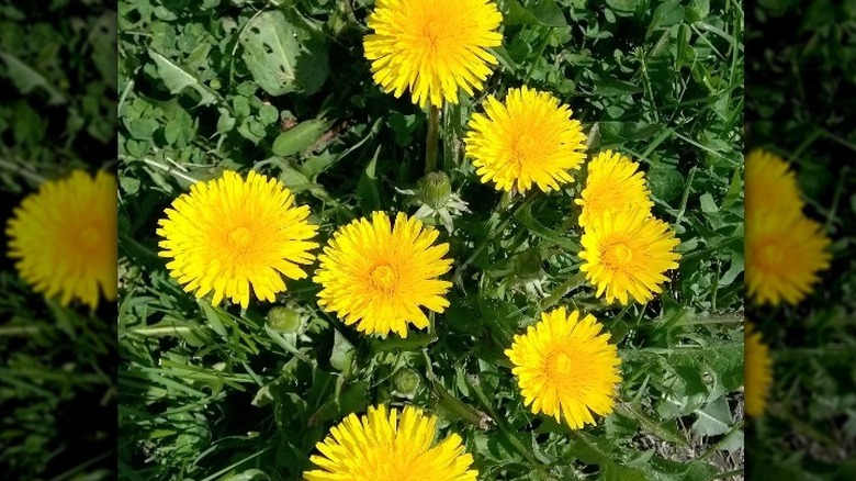 Dandelions in the wild