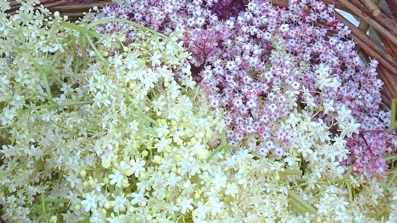 Elderflowers in a basket