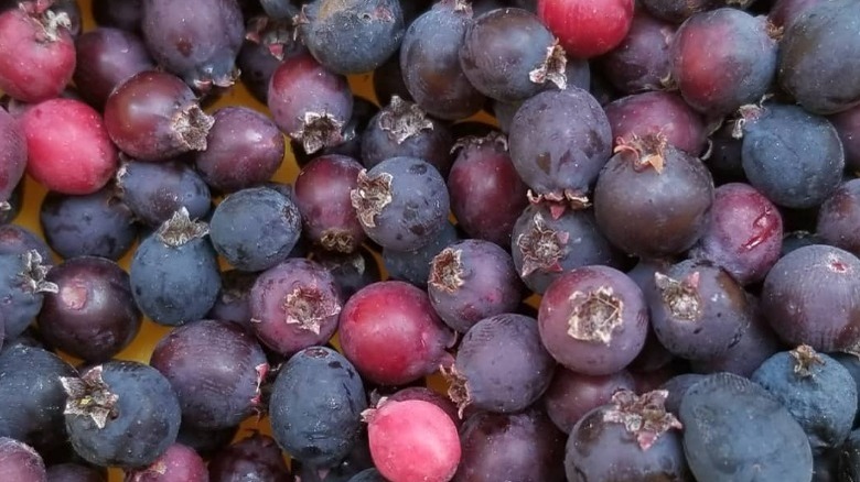 A pile of juneberries