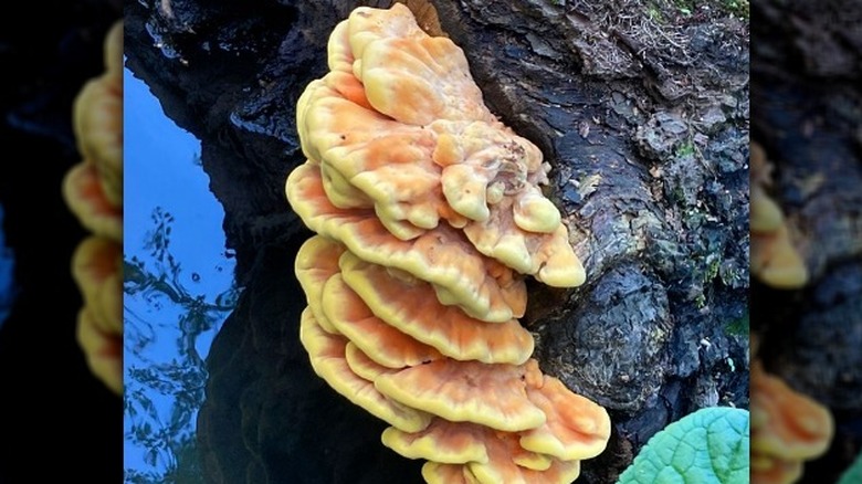 Chicken of the woods mushroom