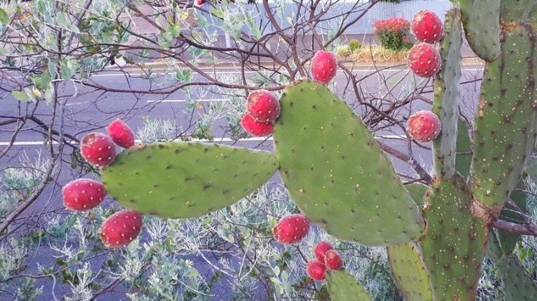 Prickly pear and cactus pad