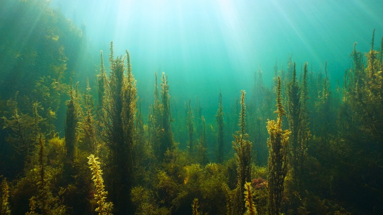 Seaweed in the ocean