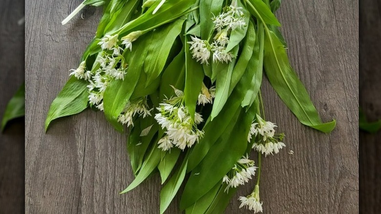 Wild garlic, freshly picked