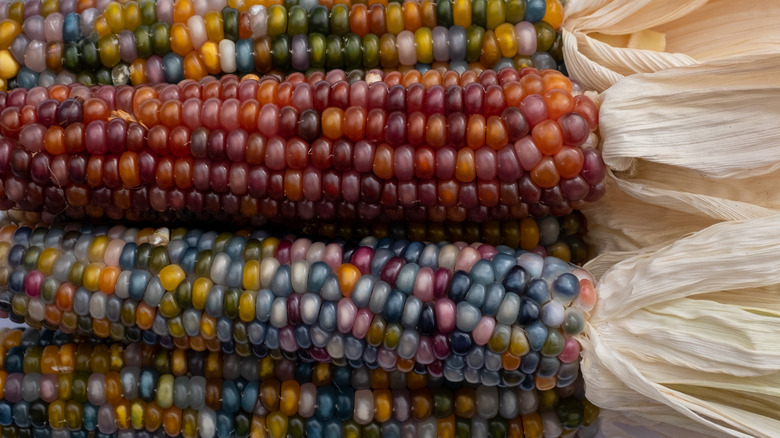 flint corn on the cob