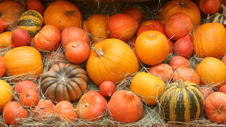 pumpkin patch with straw