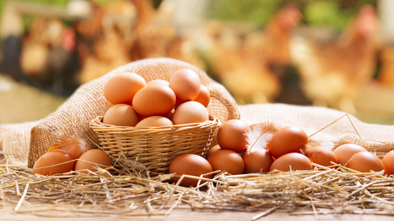 Fresh eggs in a basket