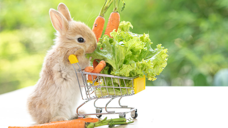 rabbit with grocery cart