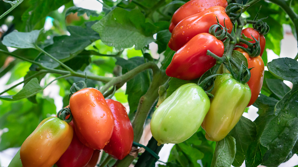 Tomatoes growing on plant