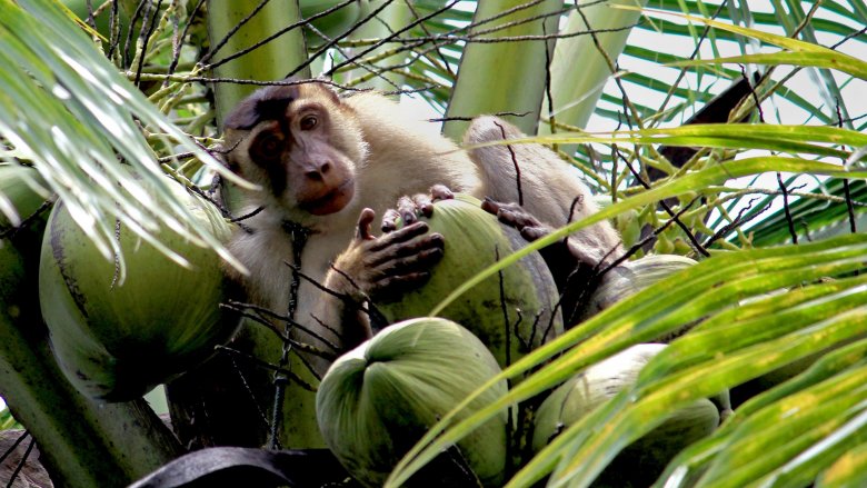 Coconuts