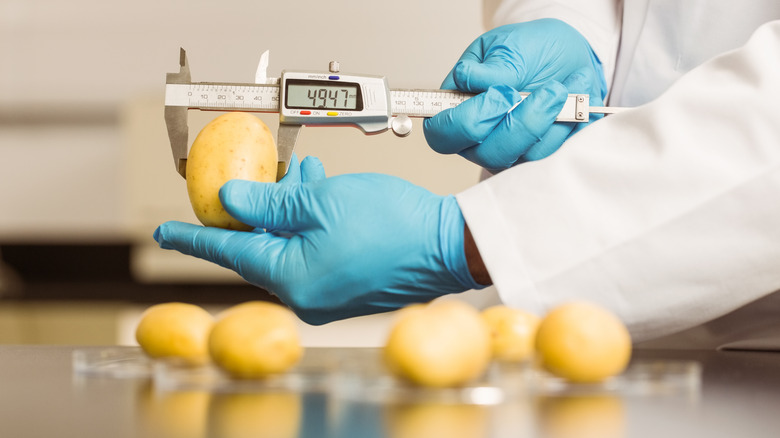 scientist measuring potatoes in laboratory